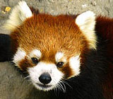 panda rosso